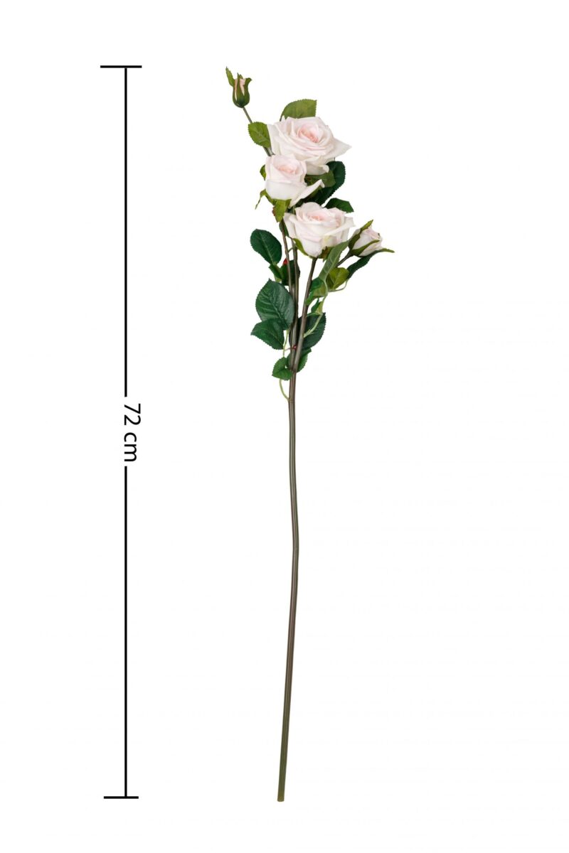 Edelrose in weiß-rosa – Bild 2