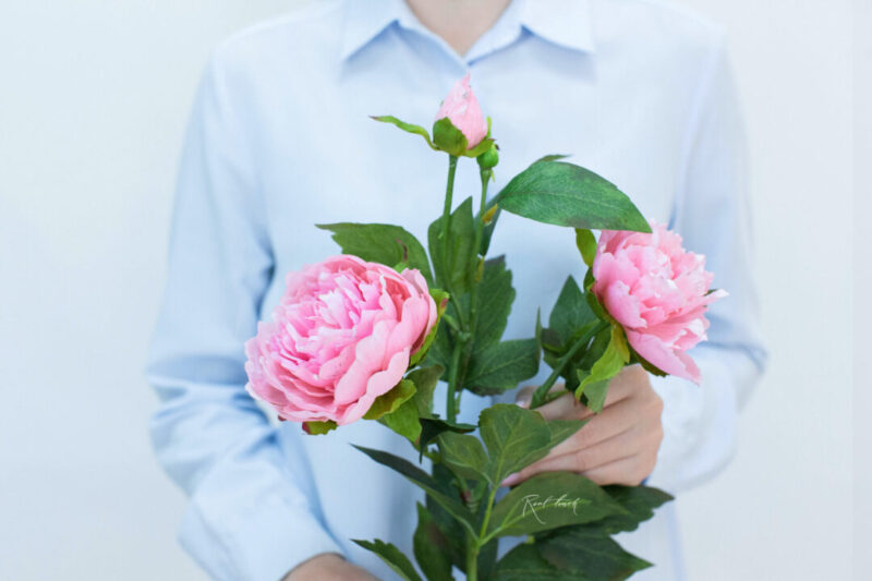 Pfingstrose in hell rosa